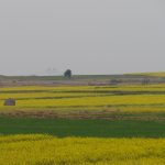 Swabi-0600