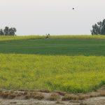 Swabi-0602