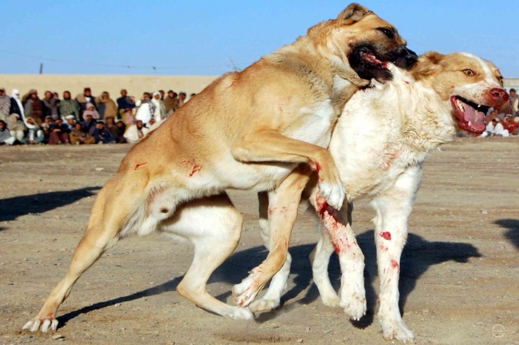 Dogs trying to rip off each other. Photo by Matiullah Achakzai/News Lens Pakistan