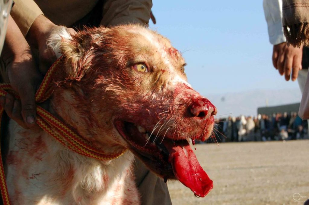 wounded dog after a fight. Photo by Matiullah Achakzai/News Lens Pakistan
