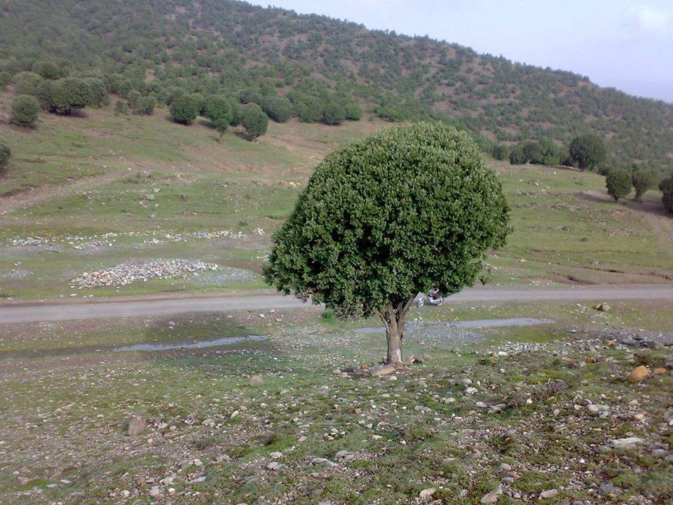 Post exodus Quercus forest in South Waziristan tribal region. 