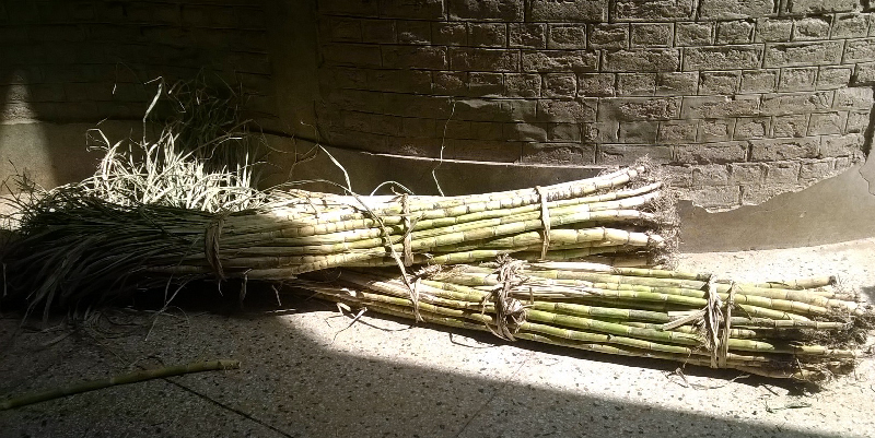 Sugarcane to feed Suzi :Photo by News Lens Pakistan/ Maria Gul