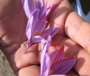 Saffron Flowers
