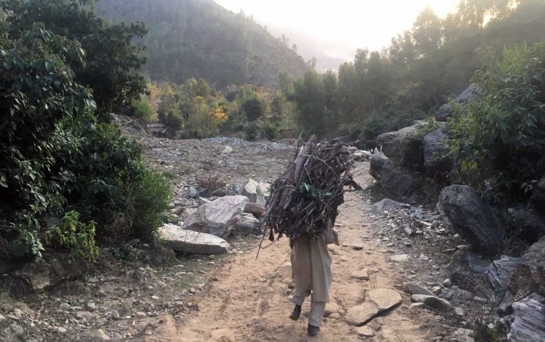 In North Waziristan, locals losing sleep over wild pigs